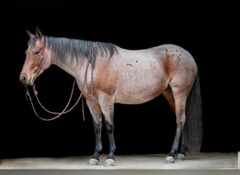 Quarter horse américain, Jument, 5 Ans, 147 cm, Roan-Bay