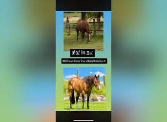 Quarter horse américain, Jument, 5 Ans, 148 cm, Alezan