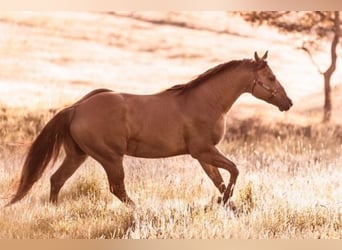 Quarter horse américain, Jument, 5 Ans, 148 cm, Buckskin