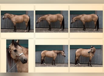 Quarter horse américain, Jument, 5 Ans, 148 cm, Buckskin