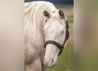 Quarter horse américain, Jument, 5 Ans, 148 cm, Cremello