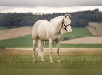 Quarter horse américain, Jument, 5 Ans, 148 cm, Cremello