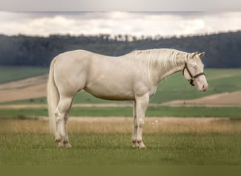 Quarter horse américain, Jument, 5 Ans, 148 cm, Cremello