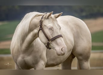 Quarter horse américain, Jument, 5 Ans, 148 cm, Cremello