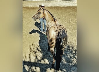 Quarter horse américain, Jument, 5 Ans, 148 cm, Dunalino