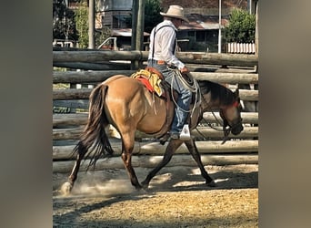 Quarter horse américain, Jument, 5 Ans, 148 cm, Dunalino
