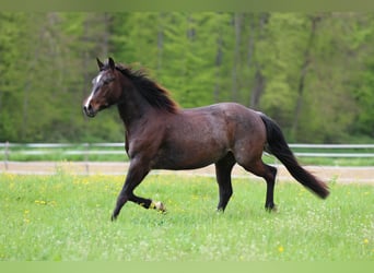 Quarter horse américain, Jument, 5 Ans, 149 cm, Roan-Bay