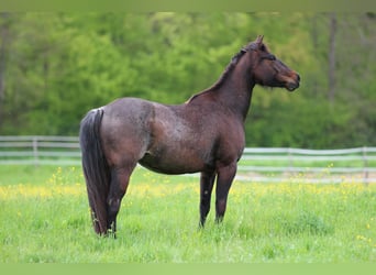 Quarter horse américain, Jument, 5 Ans, 149 cm, Roan-Bay