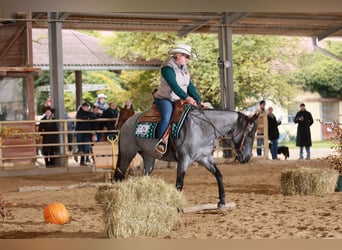 Quarter horse américain, Jument, 5 Ans, 149 cm, Rouan bleu