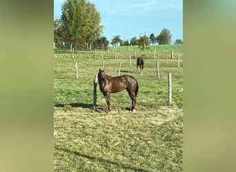 Quarter horse américain, Jument, 5 Ans, 150 cm, Alezan brûlé