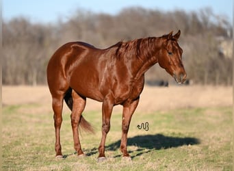 Quarter horse américain, Jument, 5 Ans, 150 cm, Alezan cuivré