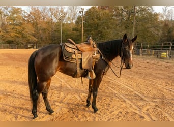 Quarter horse américain, Jument, 5 Ans, 150 cm, Bai cerise