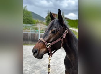 Quarter horse américain, Jument, 5 Ans, 150 cm, Bai