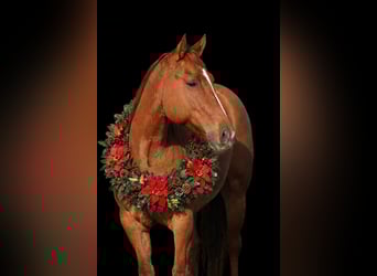 Quarter horse américain, Jument, 5 Ans, 150 cm, Isabelle