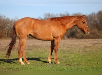 Quarter horse américain, Jument, 5 Ans, 150 cm, Isabelle