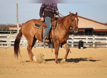 Quarter horse américain, Jument, 5 Ans, 150 cm, Isabelle