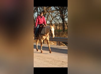 Quarter horse américain, Jument, 5 Ans, 150 cm, Palomino