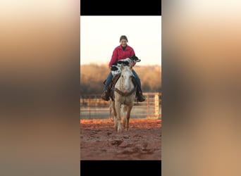 Quarter horse américain, Jument, 5 Ans, 150 cm, Palomino