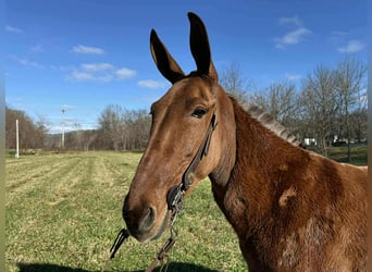 Quarter horse américain, Jument, 5 Ans, 152 cm, Alezan brûlé