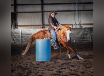 Quarter horse américain, Jument, 5 Ans, 152 cm, Alezan cuivré