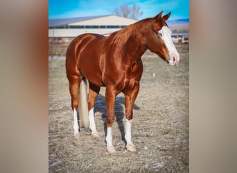 Quarter horse américain, Jument, 5 Ans, 152 cm, Alezan cuivré