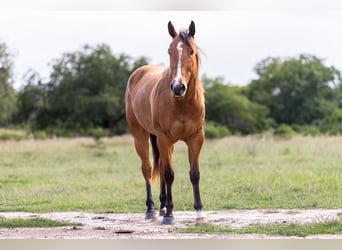 Quarter horse américain, Jument, 5 Ans, 152 cm, Bai cerise