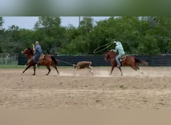 Quarter horse américain, Jument, 5 Ans, 152 cm, Bai cerise