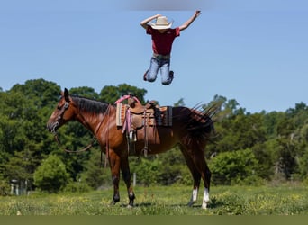 Quarter horse américain, Jument, 5 Ans, 152 cm, Bai cerise