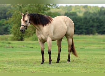 Quarter horse américain, Jument, 5 Ans, 152 cm, Buckskin
