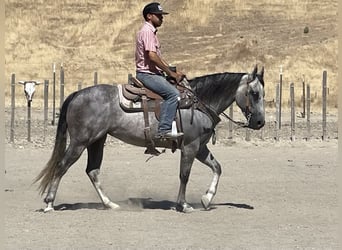 Quarter horse américain, Jument, 5 Ans, 152 cm, Gris pommelé