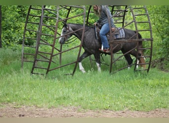 Quarter horse américain, Jument, 5 Ans, 152 cm, Gris