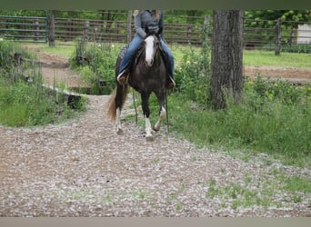 Quarter horse américain, Jument, 5 Ans, 152 cm, Gris