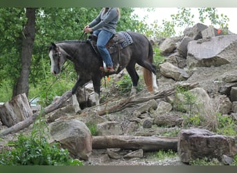 Quarter horse américain, Jument, 5 Ans, 152 cm, Gris