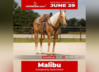 Quarter horse américain, Jument, 5 Ans, 152 cm, Palomino