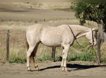 Quarter horse américain, Jument, 5 Ans, 152 cm, Perlino