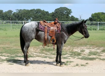 Quarter horse américain, Jument, 5 Ans, 152 cm, Rouan Bleu