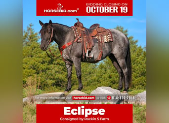 Quarter horse américain Croisé, Jument, 5 Ans, 152 cm, Rouan Bleu