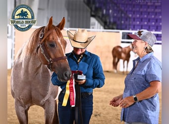 Quarter horse américain, Jument, 5 Ans, 152 cm, Rouan Rouge