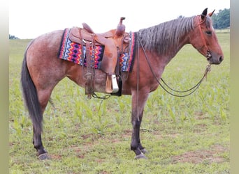 Quarter horse américain, Jument, 5 Ans, 152 cm, Rouan Rouge