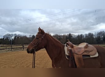 Quarter horse américain, Jument, 5 Ans, 153 cm, Alezan