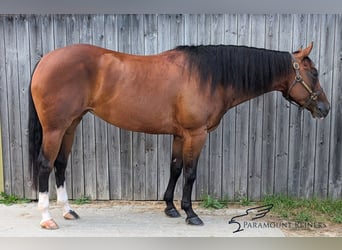 Quarter horse américain, Jument, 5 Ans, 154 cm, Bai