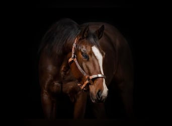 Quarter horse américain, Jument, 5 Ans, 154 cm, Bai