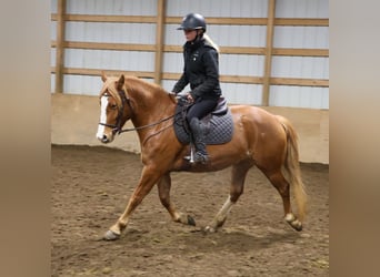 Quarter horse américain Croisé, Jument, 5 Ans, 155 cm, Alezan brûlé