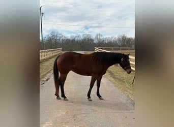 Quarter horse américain, Jument, 5 Ans, 155 cm, Bai cerise
