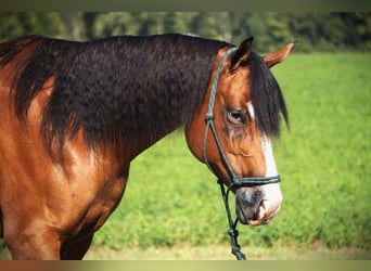 Quarter horse américain, Jument, 5 Ans, 155 cm, Bai cerise