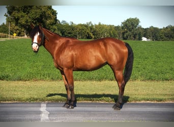 Quarter horse américain, Jument, 5 Ans, 155 cm, Bai cerise