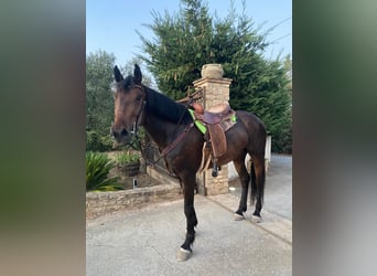Quarter horse américain, Jument, 5 Ans, 155 cm, Bai