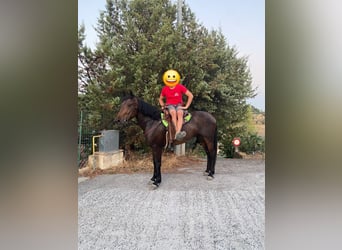 Quarter horse américain, Jument, 5 Ans, 155 cm, Bai