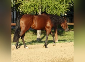 Quarter horse américain, Jument, 5 Ans, 155 cm, Bai