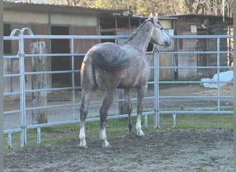 Quarter horse américain, Jument, 5 Ans, 155 cm, Gris